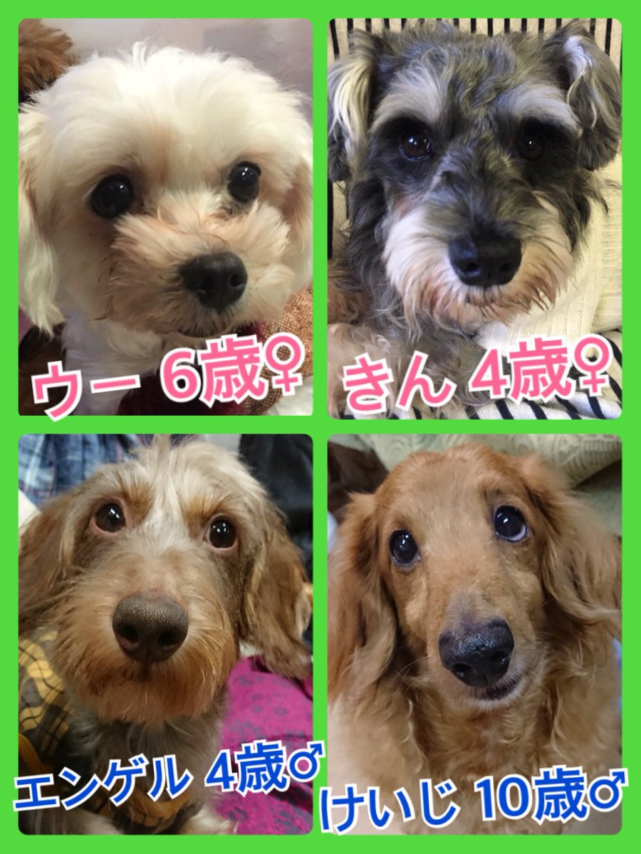 🐾今日の里親様募集中ワンコ🐶メンバーです🐾2018,11,16